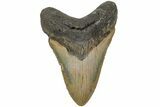 Fossil Megalodon Tooth - North Carolina #204569-1
